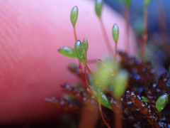 Scleropodium obtusifolium