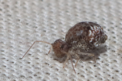Homilopsocidea