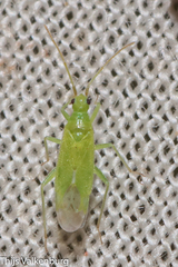 Macrolophus
