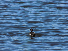 Aythya fuligula