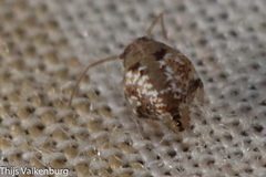 Homilopsocidea