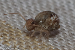Homilopsocidea
