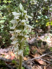 Brachystele unilateralis