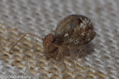 Homilopsocidea