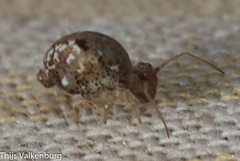 Homilopsocidea