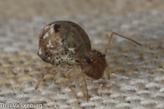 Homilopsocidea