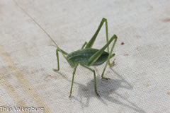 Odontura glabricauda