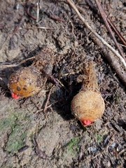 Calostoma