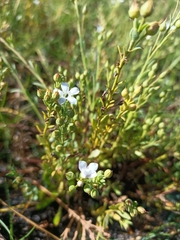 Samolus repens