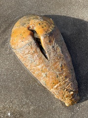 Titanostrombus galeatus