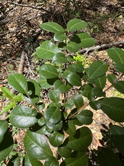 Azara integrifolia