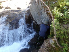 Scleropodium obtusifolium