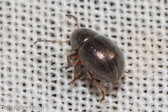Pachnephorus