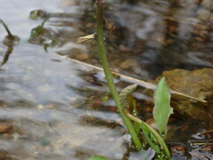 Plantago cordata