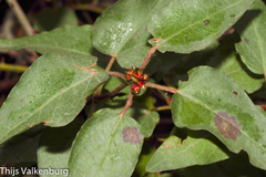 Cistus populifolius