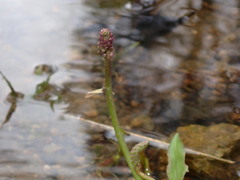 Plantago cordata