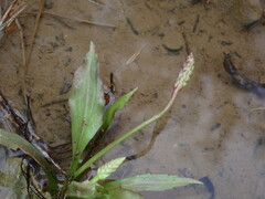 Plantago cordata