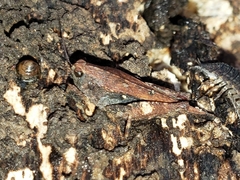 Tettigidea