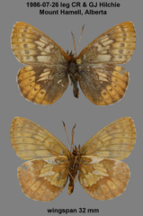 Boloria improba