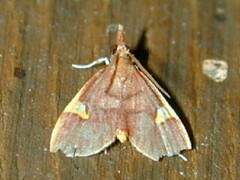 Deuterophysa fernaldi