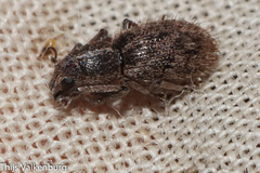 Andrion regensteinense