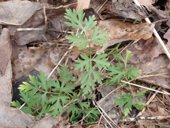 Thaspium pinnatifidum