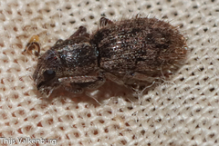 Andrion regensteinense