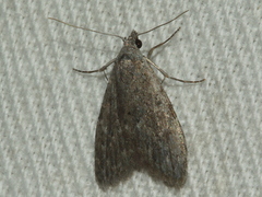 Nola pleurosema