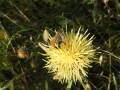 Centaurea collina