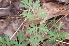 Thaspium pinnatifidum
