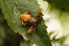 Verrucosa