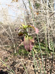 Leycesteria formosa