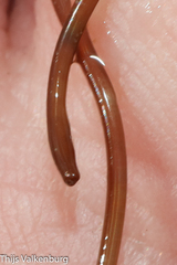 Gordioidea