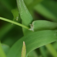Hordeinae