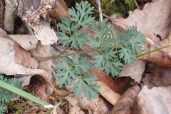 Thaspium pinnatifidum