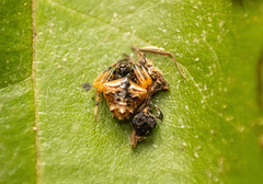 Verrucosa