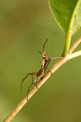 Micrathena nigrichelis