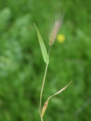 Hordeinae