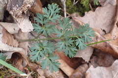 Thaspium pinnatifidum