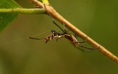Micrathena nigrichelis
