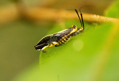 Thyrsophorinae