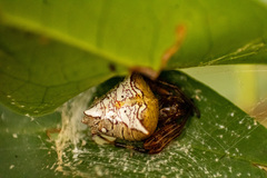 Verrucosa