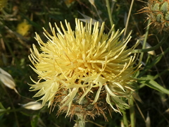 Centaurea collina