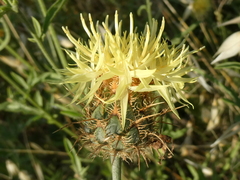 Centaurea collina
