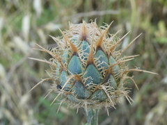 Centaurea collina