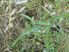 Centaurea collina
