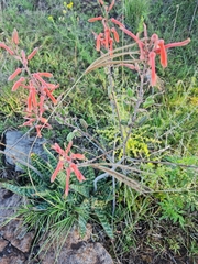 Aloe transvaalensis