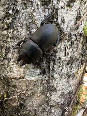 Apterodorcus bacchus