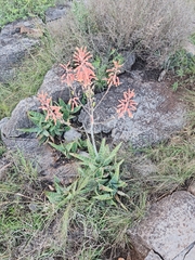 Aloe transvaalensis