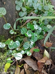 Peperomia serpens